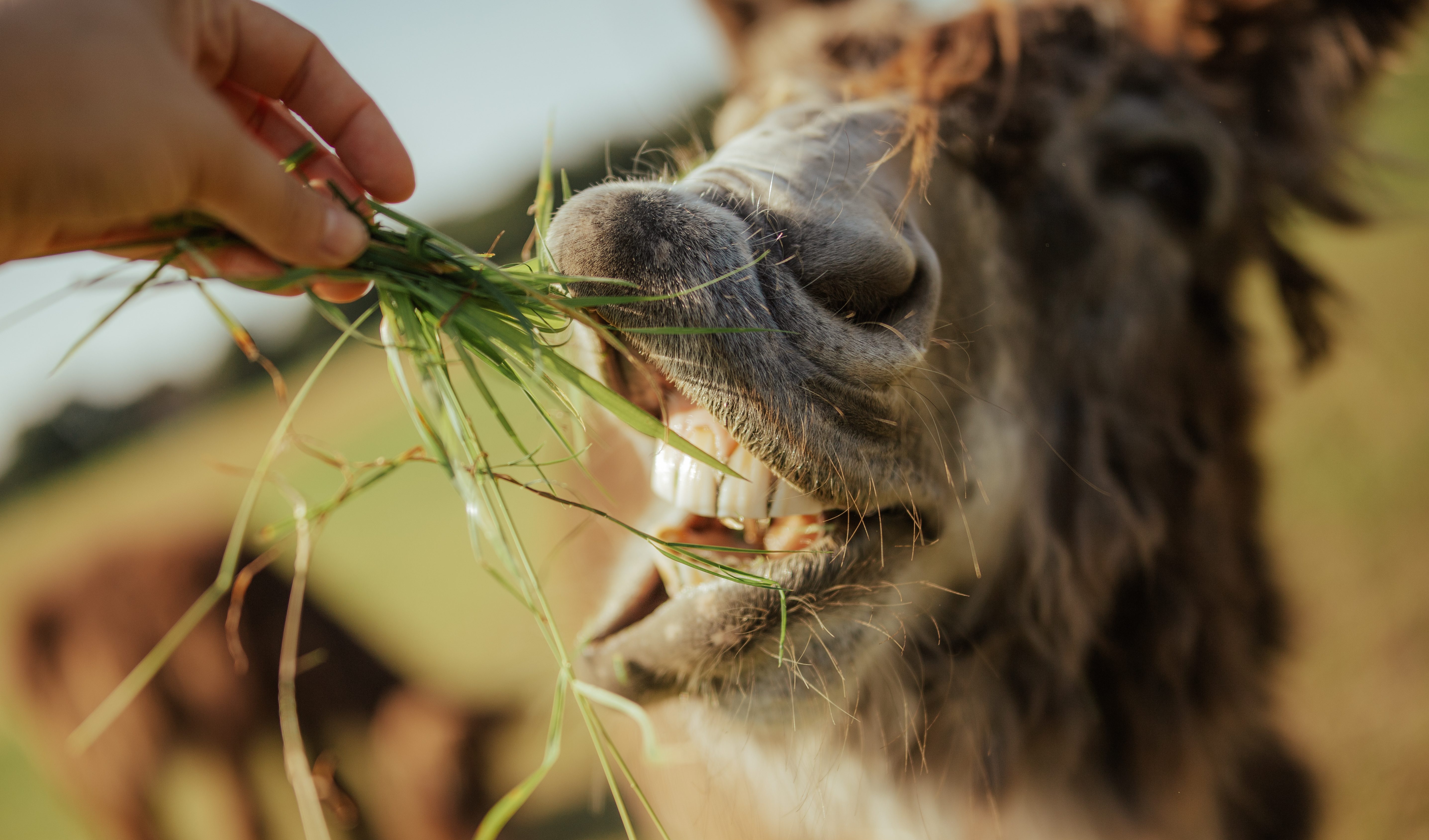 6 Redenen waarom vakantie vieren op een boerderij zo leuk is