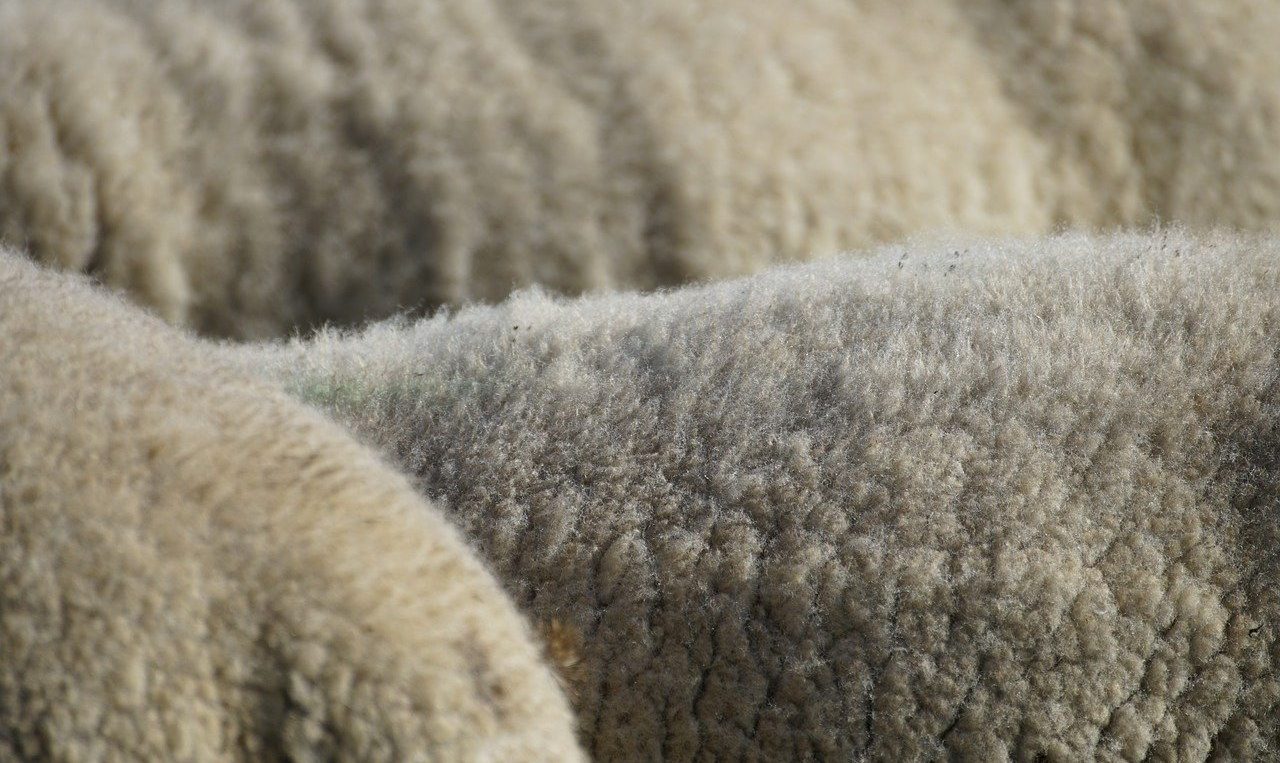 schapenvacht-kopen-tips-4-puurvangeluk