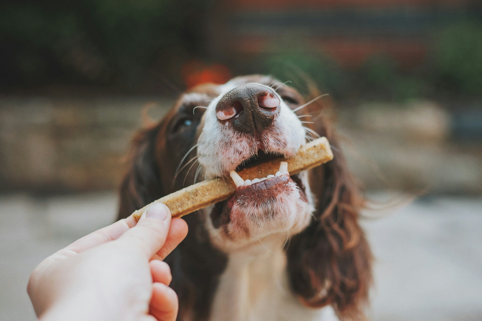 Gezond en gelukkig: het juiste eten voor je hond