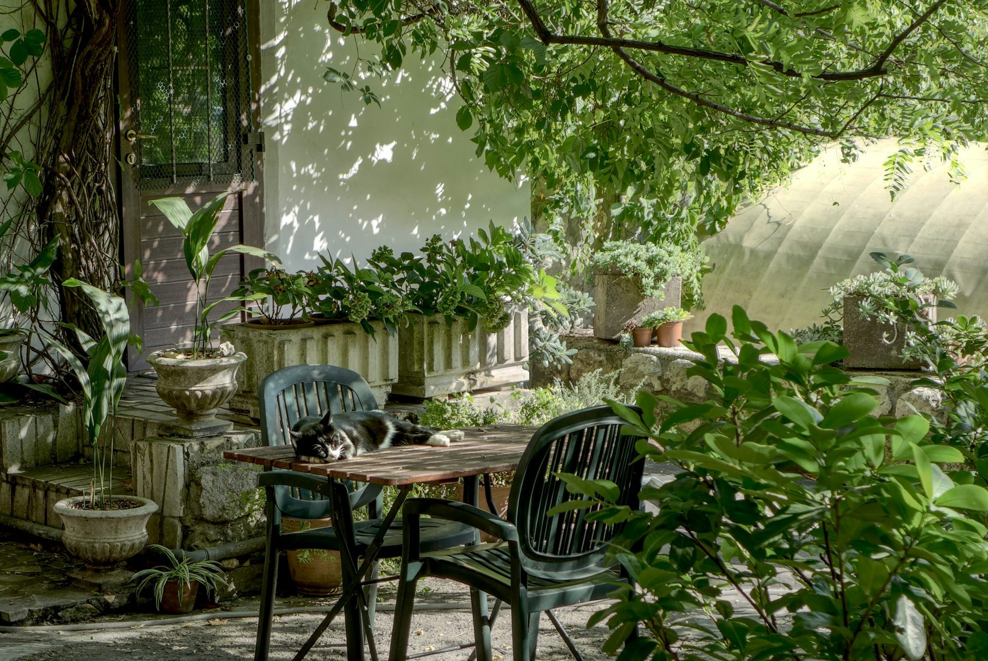 schaduwrijke-tuin-tips-groene-planten-puurvangeluk